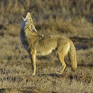 Coyote