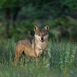 Loup indien