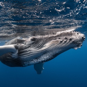 Baleine