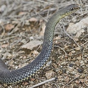 Serpent