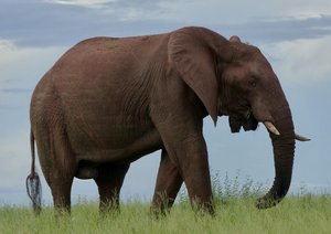Eléphant