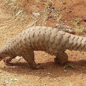 Pangolin