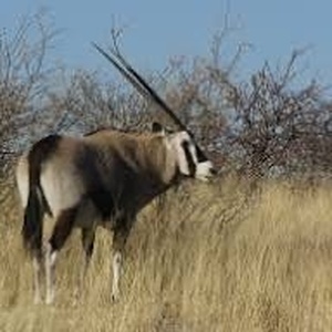 Oryx gazelle