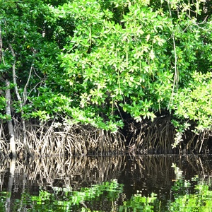 Restauration de zones humides