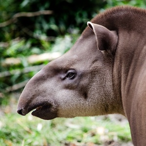 Tapir