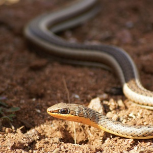 Serpent
