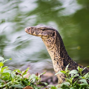Varan