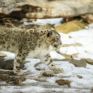 Panthère des neiges