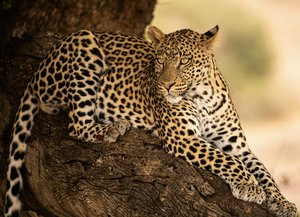 Leopard