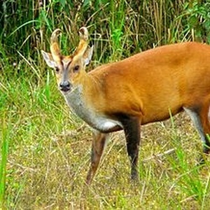 Cerf