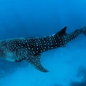 Requin‑baleine